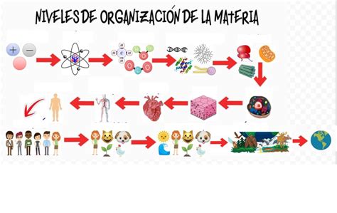 Diagrama De Niveles De Organizacion De La Materia Quizlet