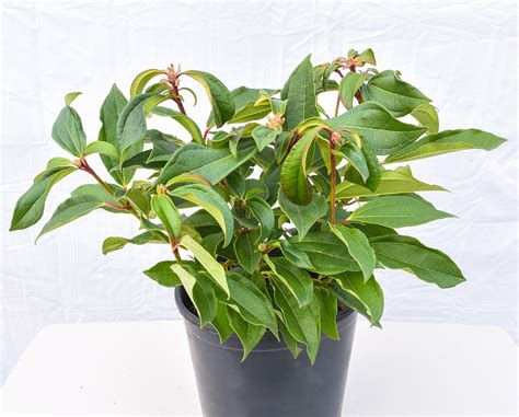 David Viburnum Evergreen Shrub Viburnum Davidii