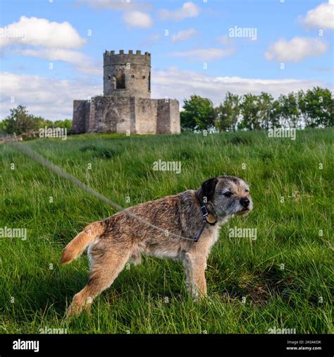 Border terrier standing in front of Oliver Duckett, a folly Stock Photo ...