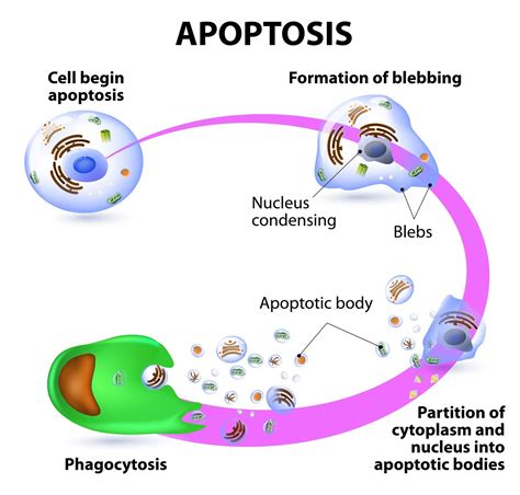 Apoptosis O Muerte Celular Programada Misistemainmune