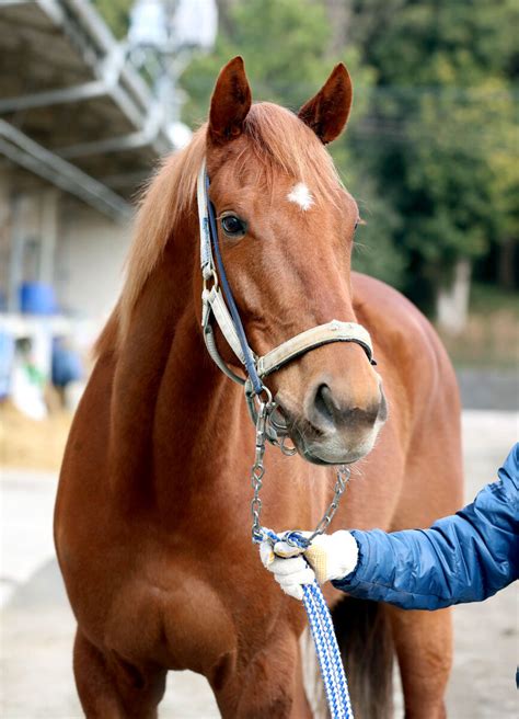 【注目馬動向】大阪杯16着のウインマリリンは宝塚記念へ 栗東滞在も検討 Umatoku 馬トク