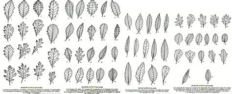 Tipos De Hojas De Arboles Imagui