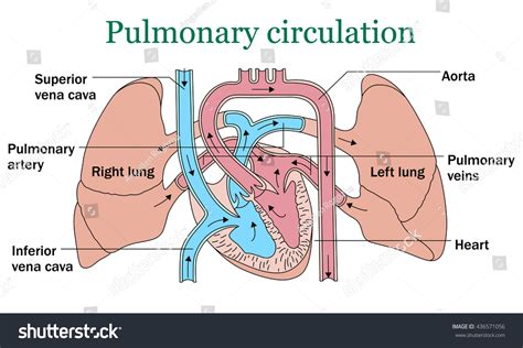 Pulmonary Circulation Illustration On White Background Stock