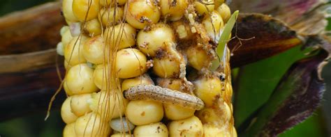 European corn borer damage - BioBee