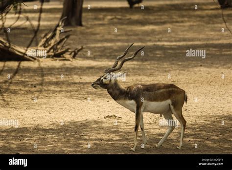 Black Buck Hi Res Stock Photography And Images Alamy