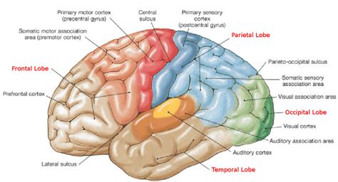 4 The Cerebral Cortex Is Morphologically Divided Into Lobes By Deep