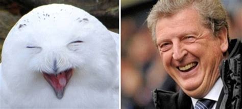 Roy Hodgson Owl Pictures Show England Managers Likeness To A Bird