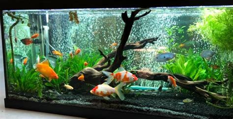 Goldfish Aquariums