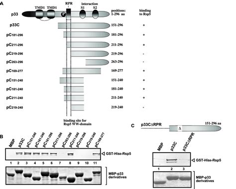 Defining The Sequence Within The Tbsv P Protein Needed For Binding To