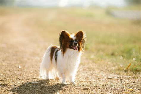 Papillon Dog Names To Match Your Active Lifestyle Today