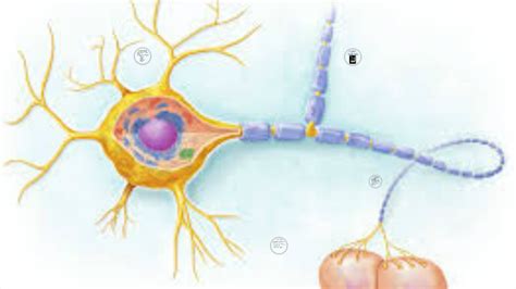 Pathophysiology Of Fibromyalgia By John Casali On Prezi