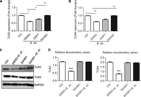 The Notch Signaling Pathway Plays A Critical Role In Inhibition Of