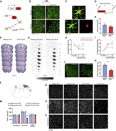 Chemogenetic Ablation Of A Subset Of Reactive Astrocytes Worsens