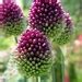 Drumstick Allium Flower Bulbs Hardy Deer Resistant Blooms In Late