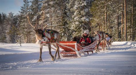 Reindeer Sleigh Rides In Rovaniemi Lapland With Santa Claus Reindeer