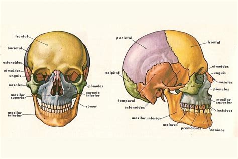 Cómo mejorar nuestra armonía facial para ser más atractivos