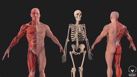 Human Anatomy Kit Complete Body Muscular System And Skeleton D Model