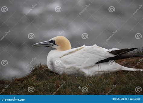 Northern Gannet Bird Perching On Grass Stock Image Image Of Park