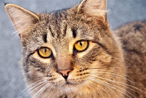 Yellow Eyed Tabby Cat Stock Photos - Image: 7254093