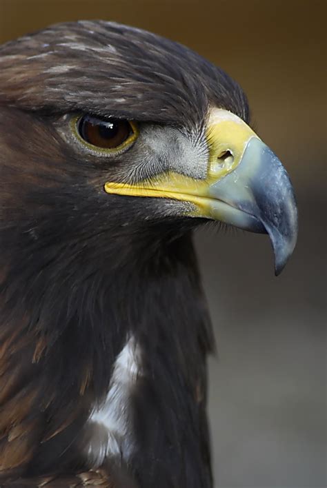 Free Eagle Eye Stock Photo - FreeImages.com