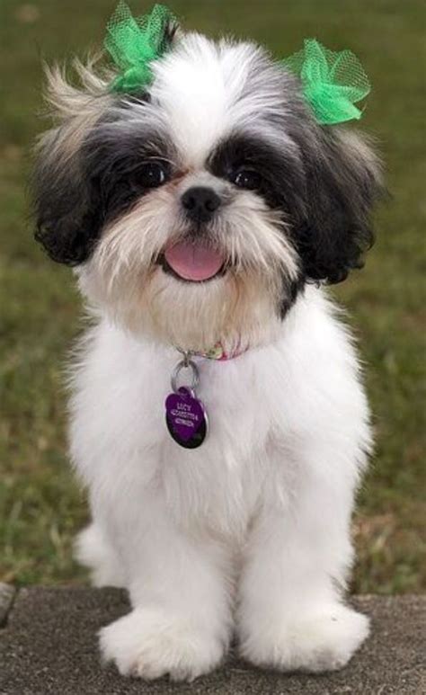 Shih Tzus Shih Tzu Hund Chien Shih Tzu Shih Tzu Puppy Cute Puppies