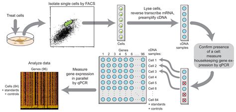 Single Cell Gene Expression Profiling Using Facs And Qpcr With Internal Standards Scientific