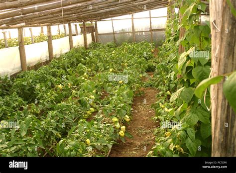 Bell-peppers growing in greenhouse Stock Photo - Alamy