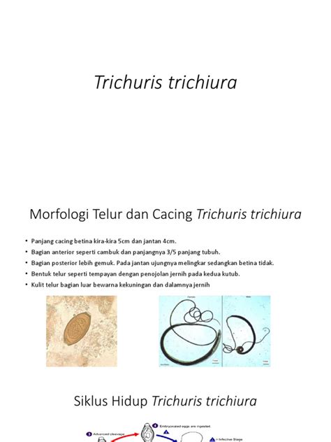 morfologi  siklus hidup trichuris trichiura