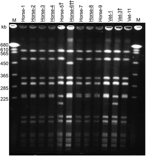 Pulsed Field Gel Electrophoresis Patterns Of All Nine Download