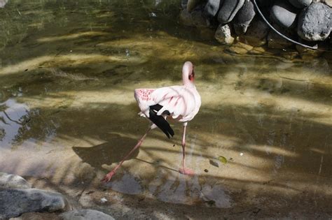 Un Flamenco Rosado Con Cola Roja Camina En El Agua Foto Premium