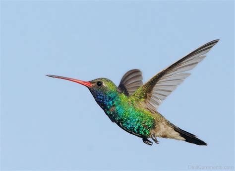 Flying Hummingbird - Desi Comments