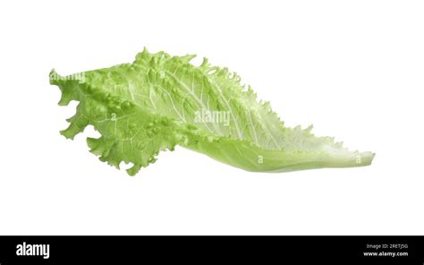 Fresh Green Lettuce Leaf Isolated On White Stock Photo Alamy