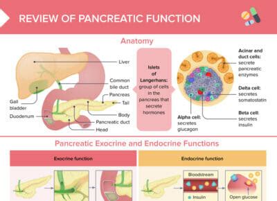 Pancreas: Function & Anatomy [+ Free Cheat Sheet] | Lecturio