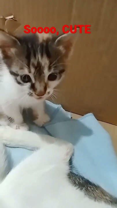 Cute Kitten 🐈🐈🐈🐈 Shorts Youtubeshorts Viral Cat Trending Cute