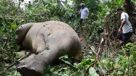 Three Elephants Found Dead In Aceh Indonesia With Tusks Removed