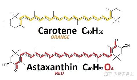 详解虾青素 知乎