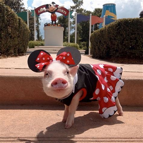 Cute Mini Pigs Play Dress Up Photos Image 2 Abc News