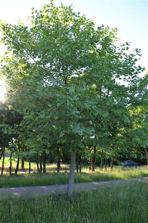 Kroniki Inowrocławskie: Czerwiec w Nowym Parku