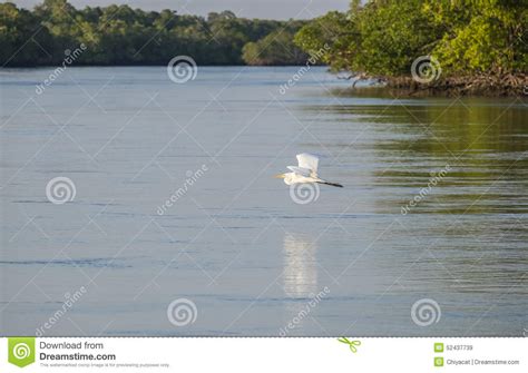 Royal Terns And Laughing Gull Hanging Out Stock Image Image Of Calm