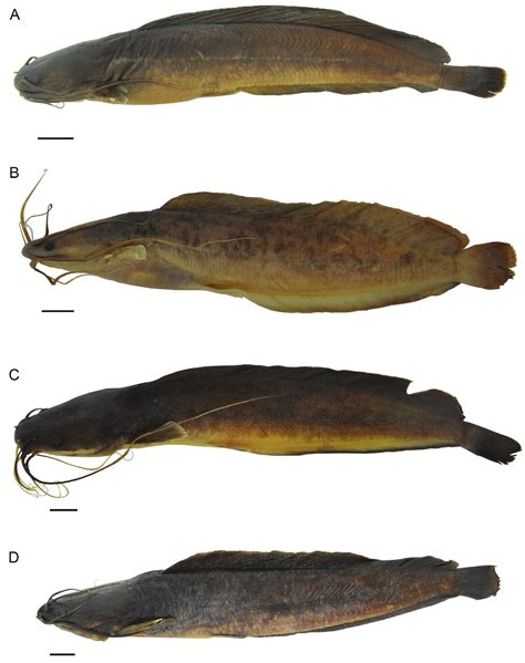 species  air breathing catfish clariidae clarias
