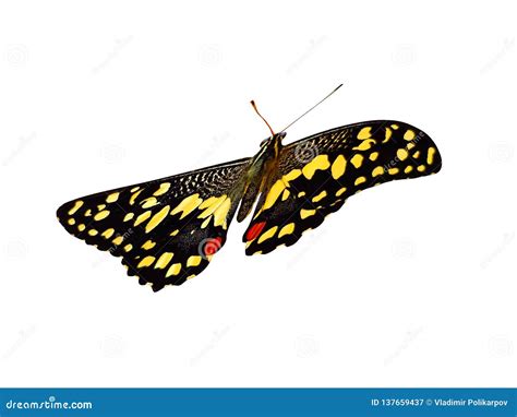 Beautiful Natural Yellow Butterfly Isolated On White Background Stock