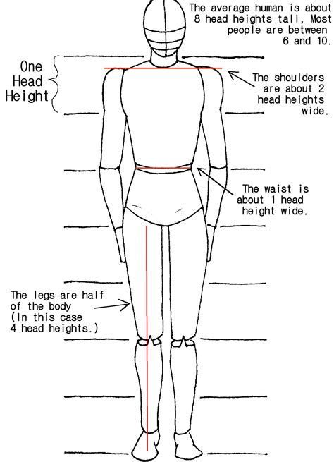 Body Proportions Tutorial By Crazy On Deviantart