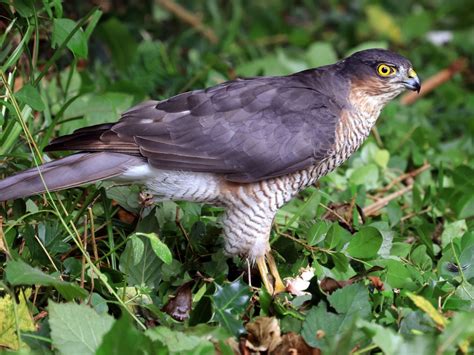 Eurasian Sparrowhawk Fictionrulezforever Wiki Fandom