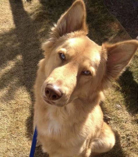 Golden Retriever German Shepherd Husky Mix