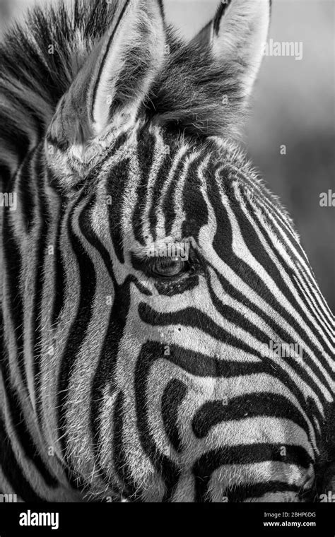 Side View Close Up Of Isolated Grevys Zebra Animal Head Outdoors At