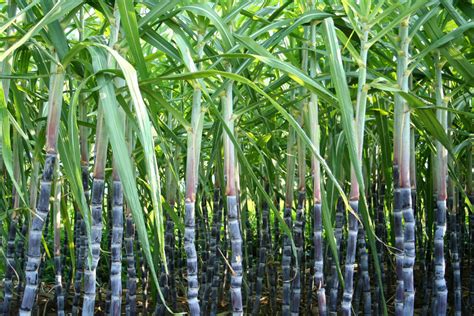 Sugar Cane Plantation