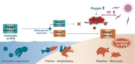 Response To Reactive Oxygen Species The Key To Transition Of Organisms