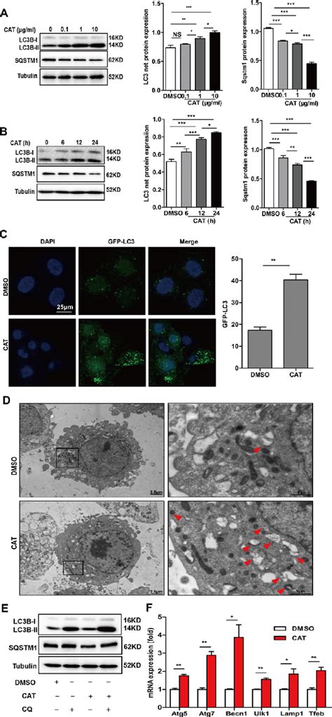 Cat Induced Autophagy In Hepatocytes A Dose Dependent Induction Of