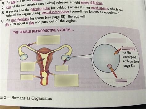 Biology Female Reproductive System Diagram Quizlet