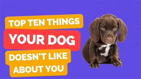 The Canine Confessions 10 Things Your Dog Dislikes About You Youtube